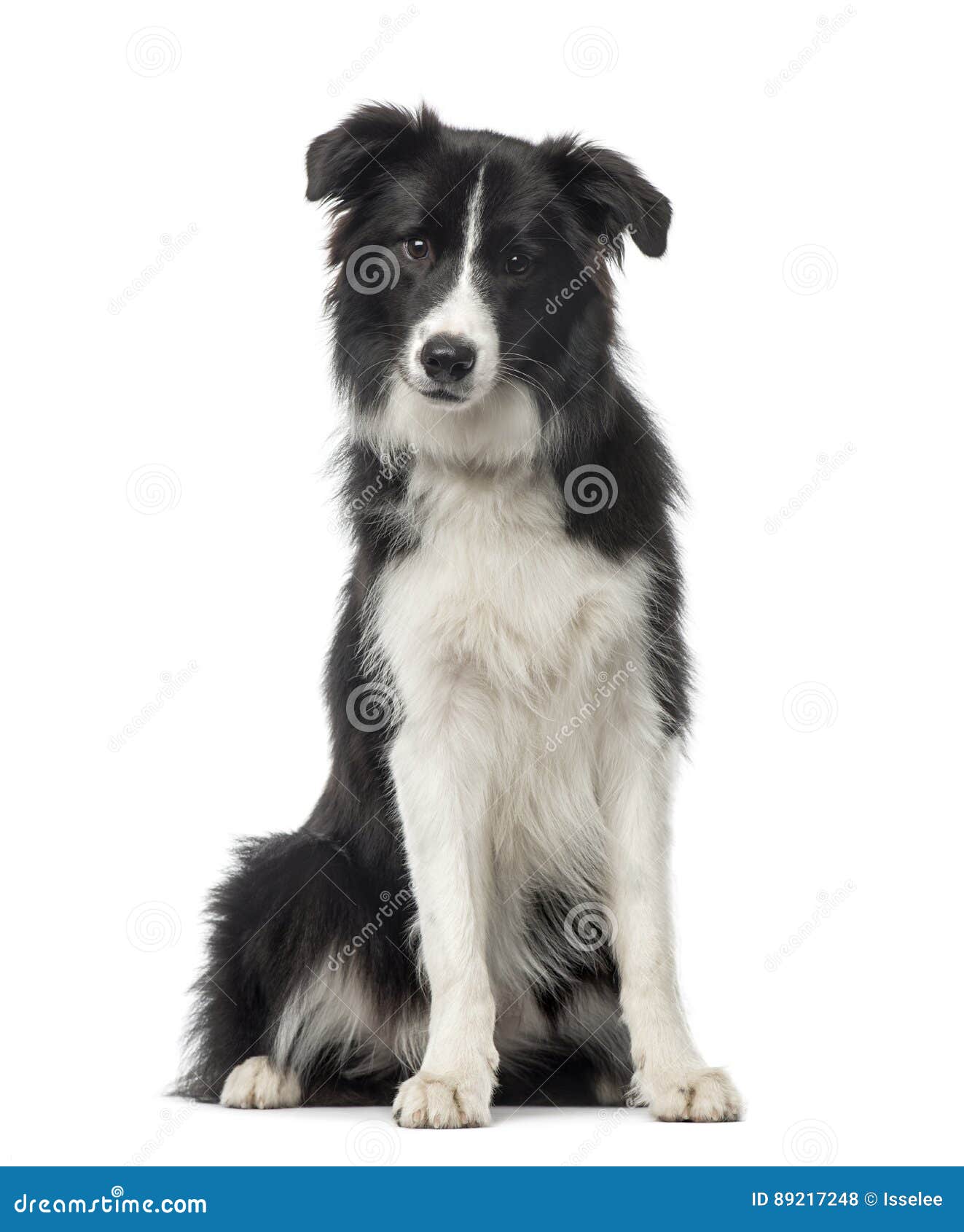 black and white border collie sitting, 8 months old