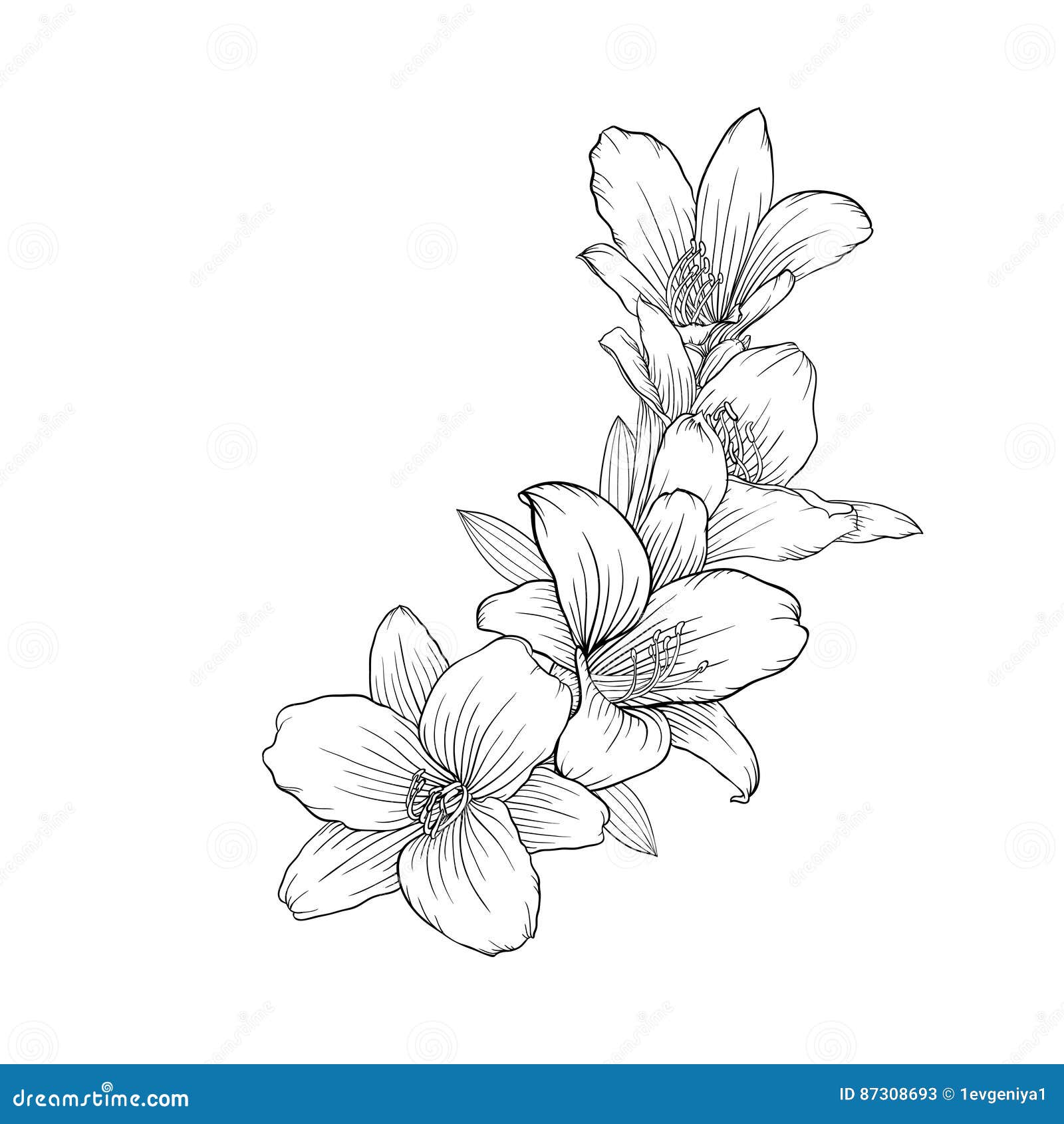 Black and White Bouquet Lily Isolated on Background. Stock Vector ...