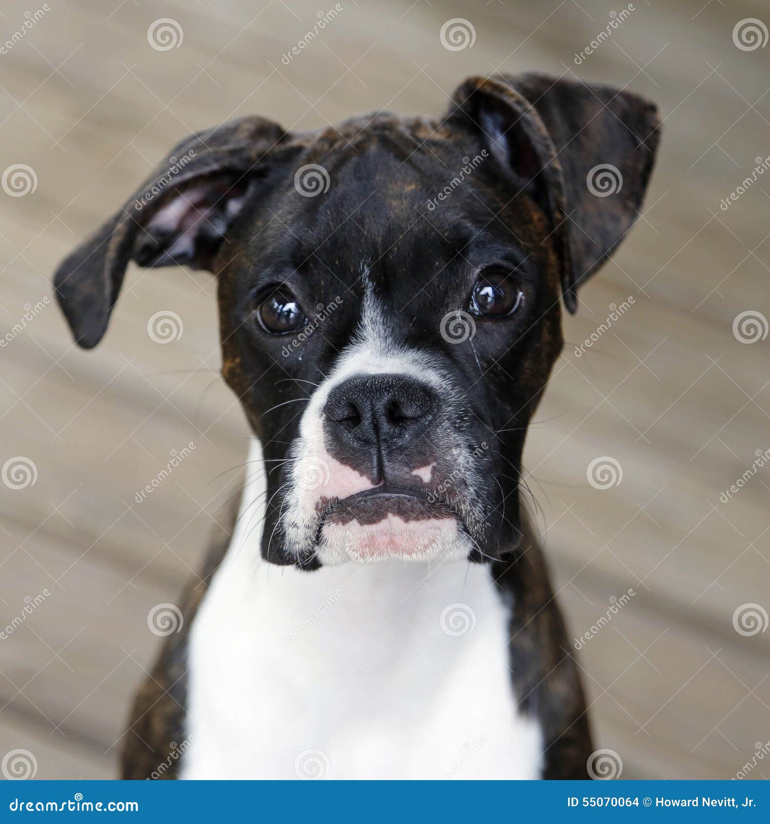 black and white boxer puppies black and white boxer puppy stock photo image 55070064 black and white boxer puppies black and white boxer puppy stock photo image 55070064