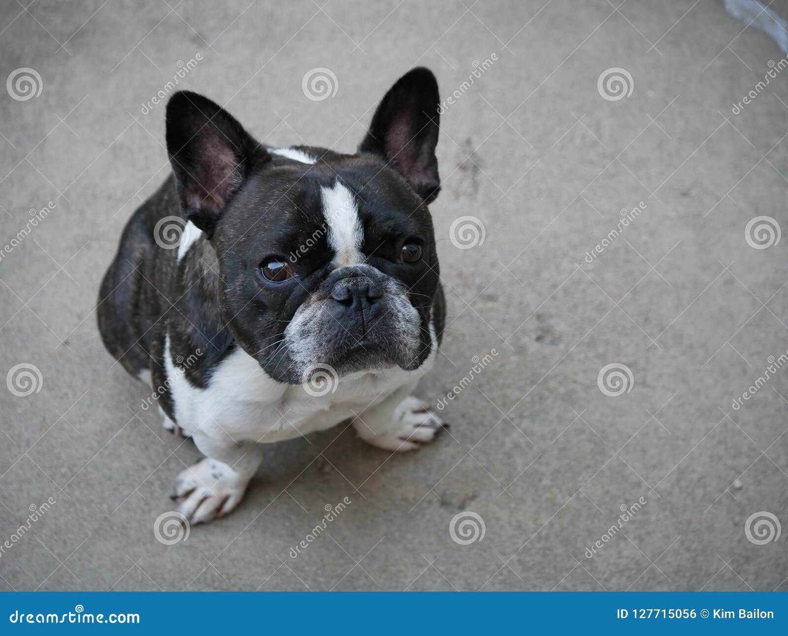 79+ French Bulldog Brindle