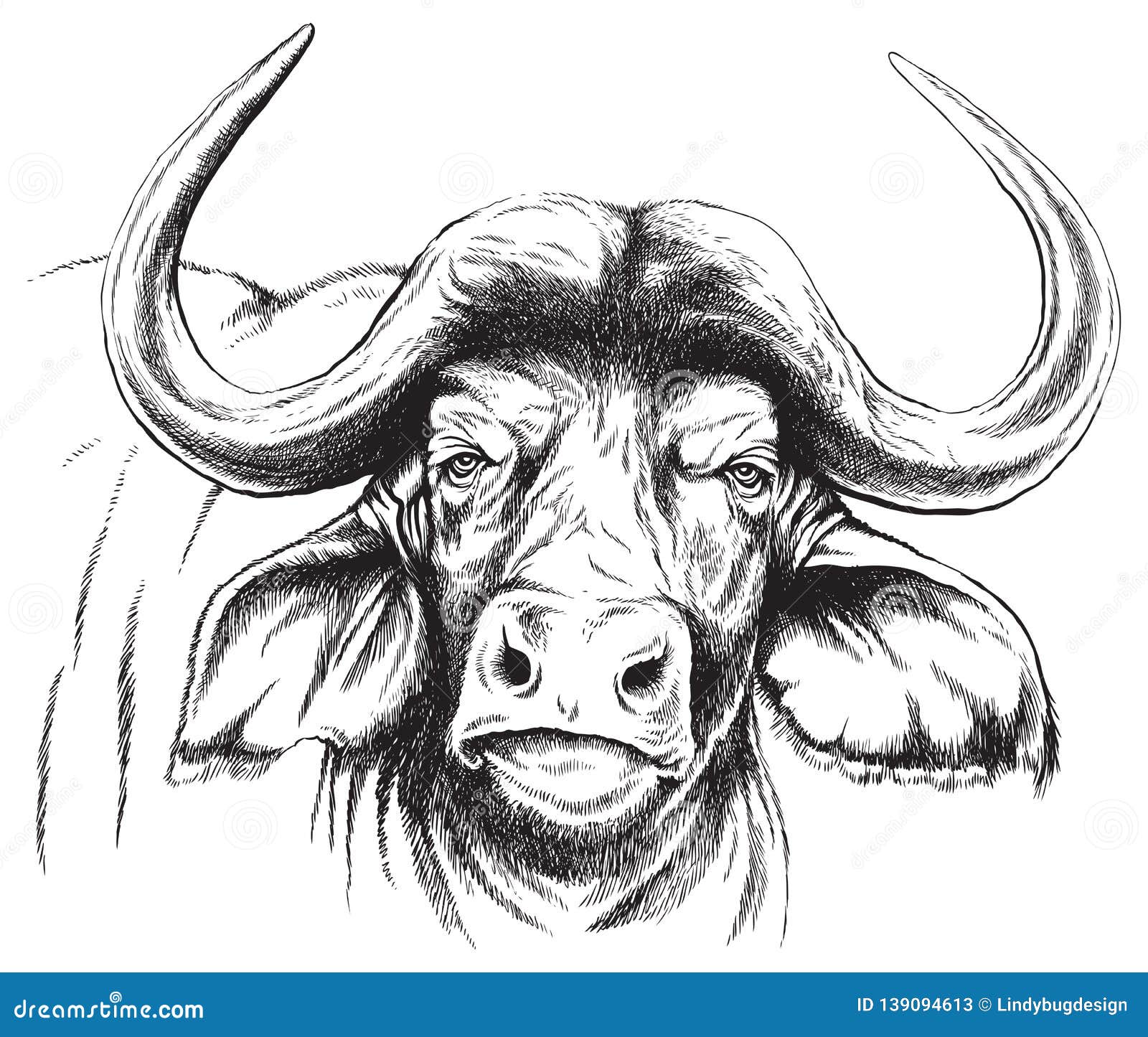 Black White Buffalo Sketch Stock Illustration Illustration of herbivore, farm: 139094613