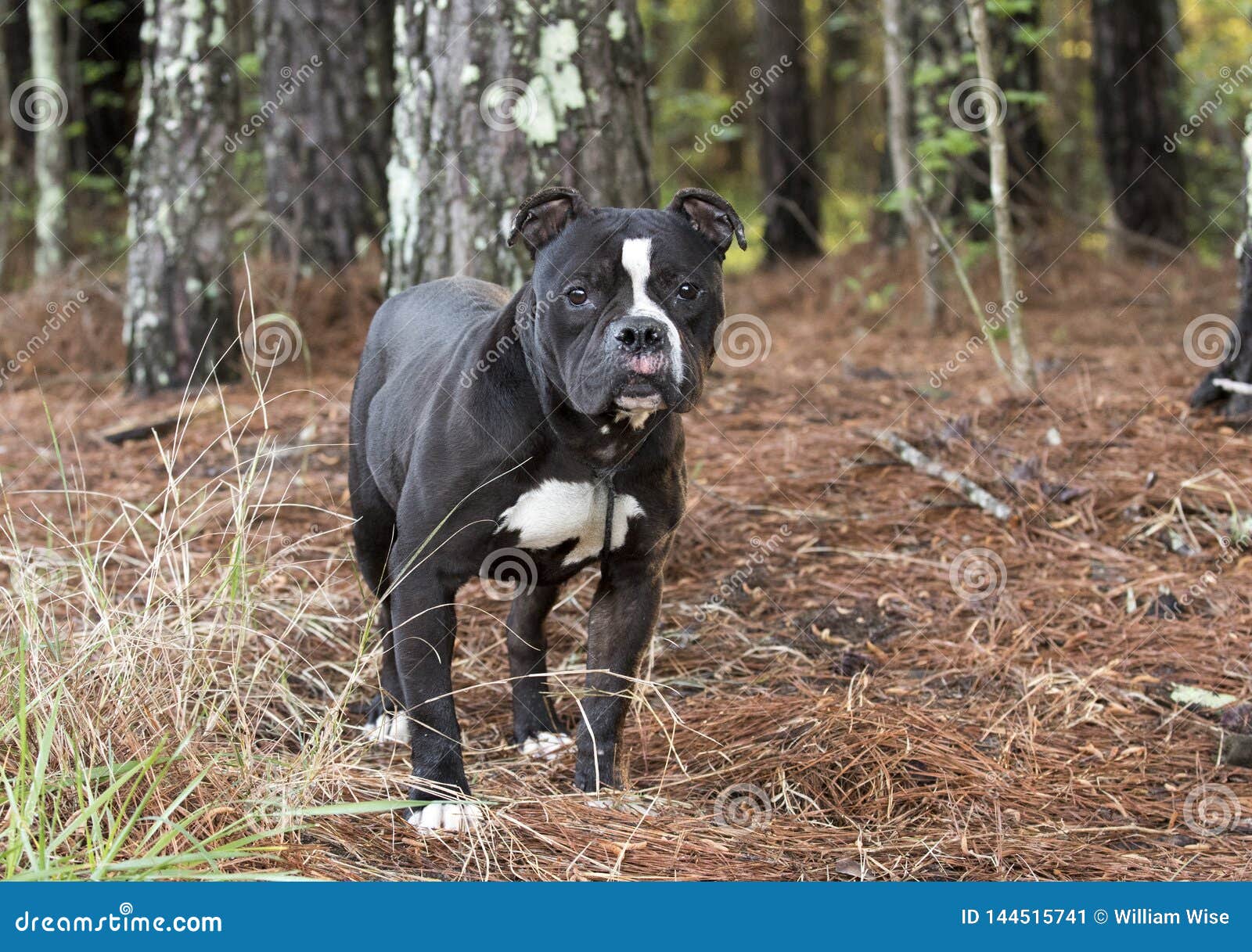 Black And White Bulldog Terrier Dog Outside On Leash Stock Image Image Of Adoption Senior 144515741