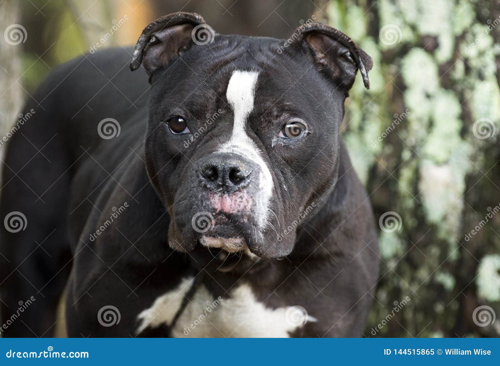Black And White Bulldog Terrier Dog Outside On Leash Stock Image Image Of Bulldog Labrador 144515865