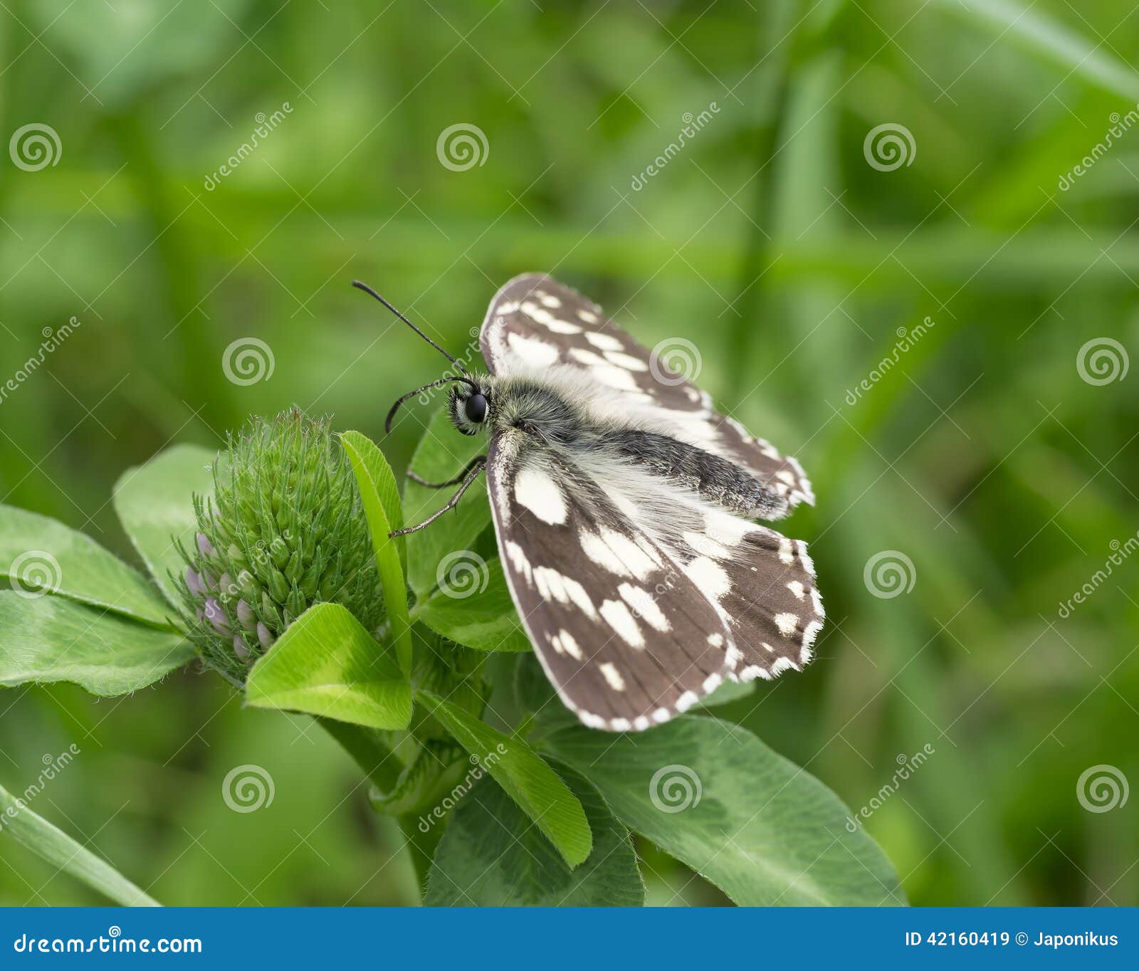 Black and white butterfly stock image. Image of close 42160419