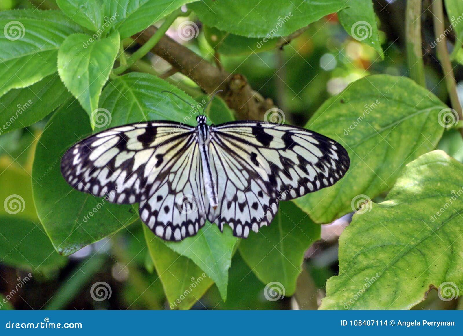 Black And White Butterfly In A Butterfly Garden Stock Photo