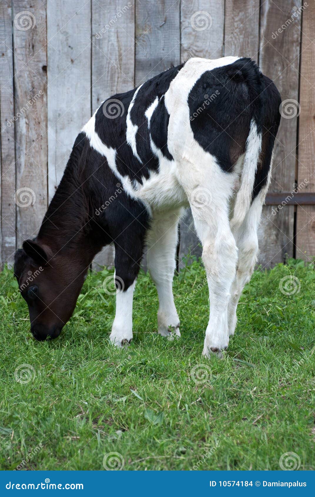 Black and white calf stock photo. Image of background 10574184
