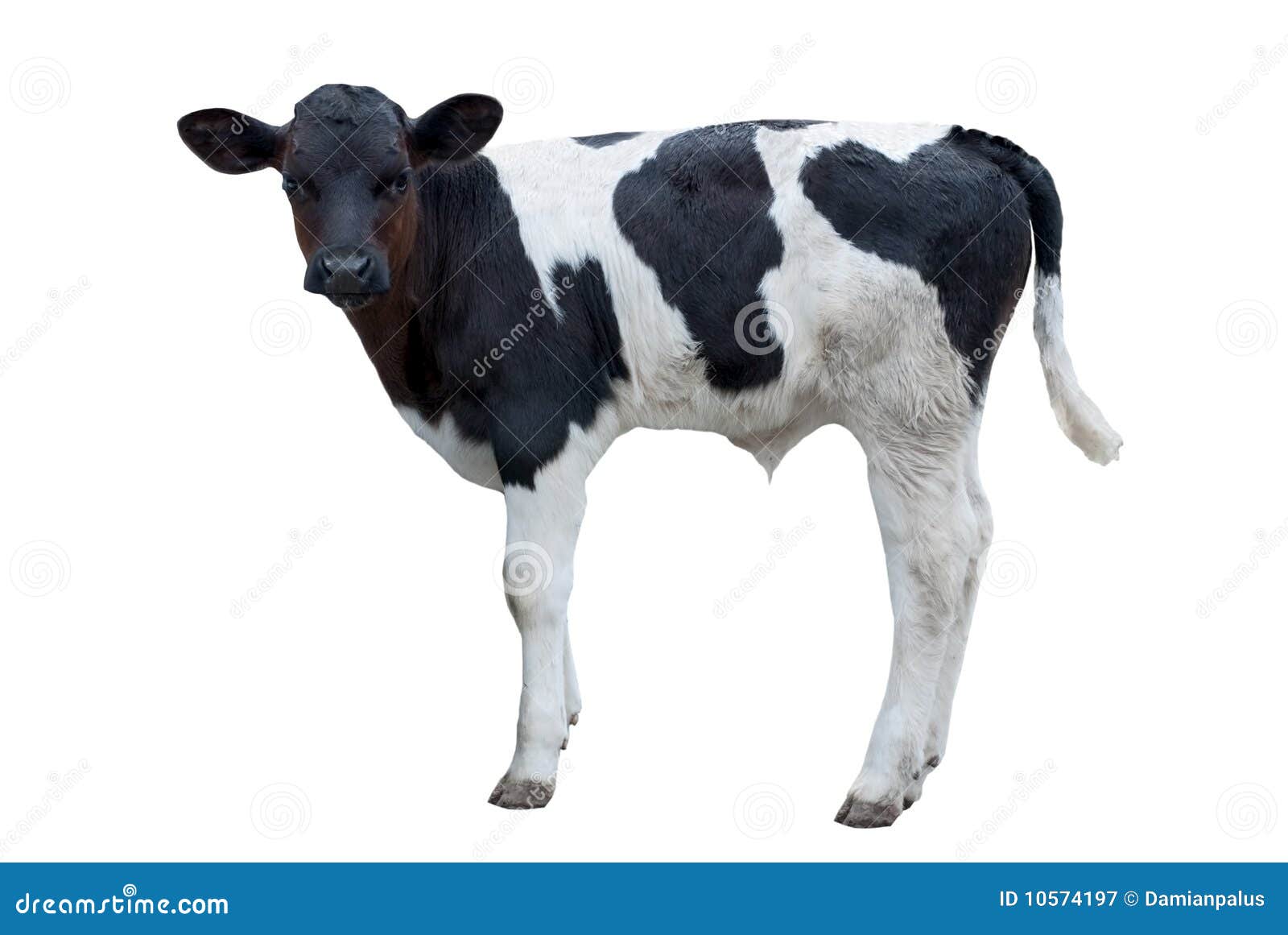 Black and white calf stock image. Image of agriculture 10574197
