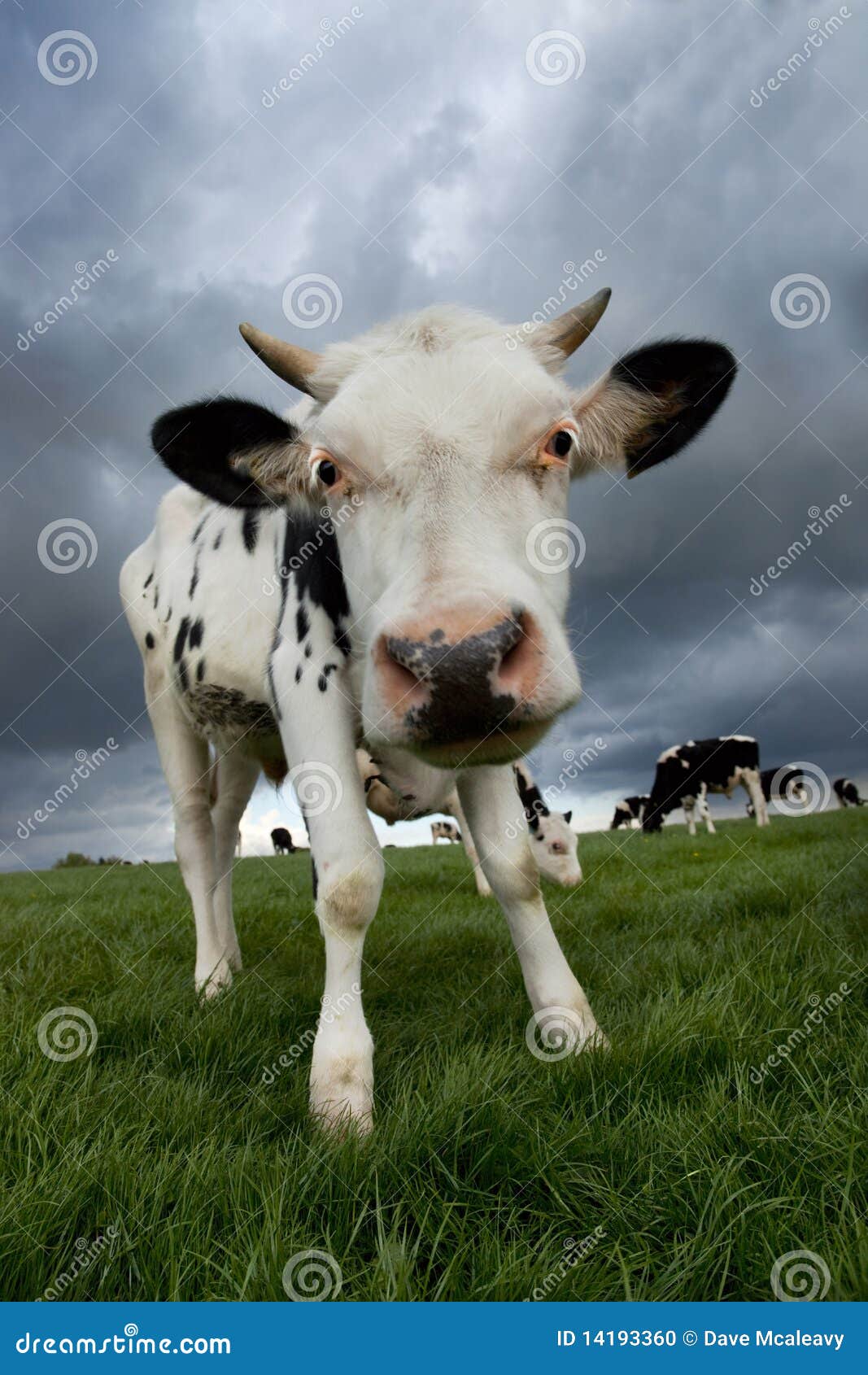 Black and White Calf stock photo. Image of herd, agriculture 14193360