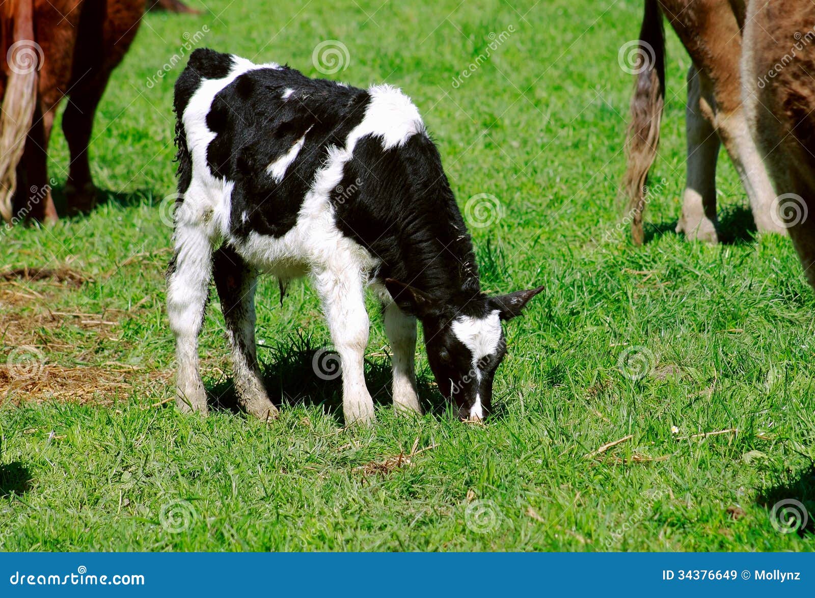 Black & White Calf stock image. Image of cattle, calf 34376649