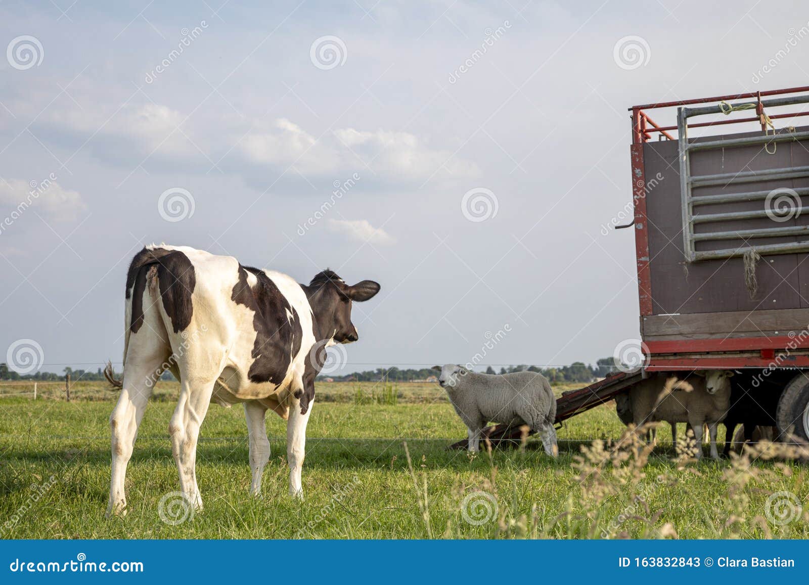 Black and White Calf Looks at Sheep at a Cattle Truck, Seen from the ...