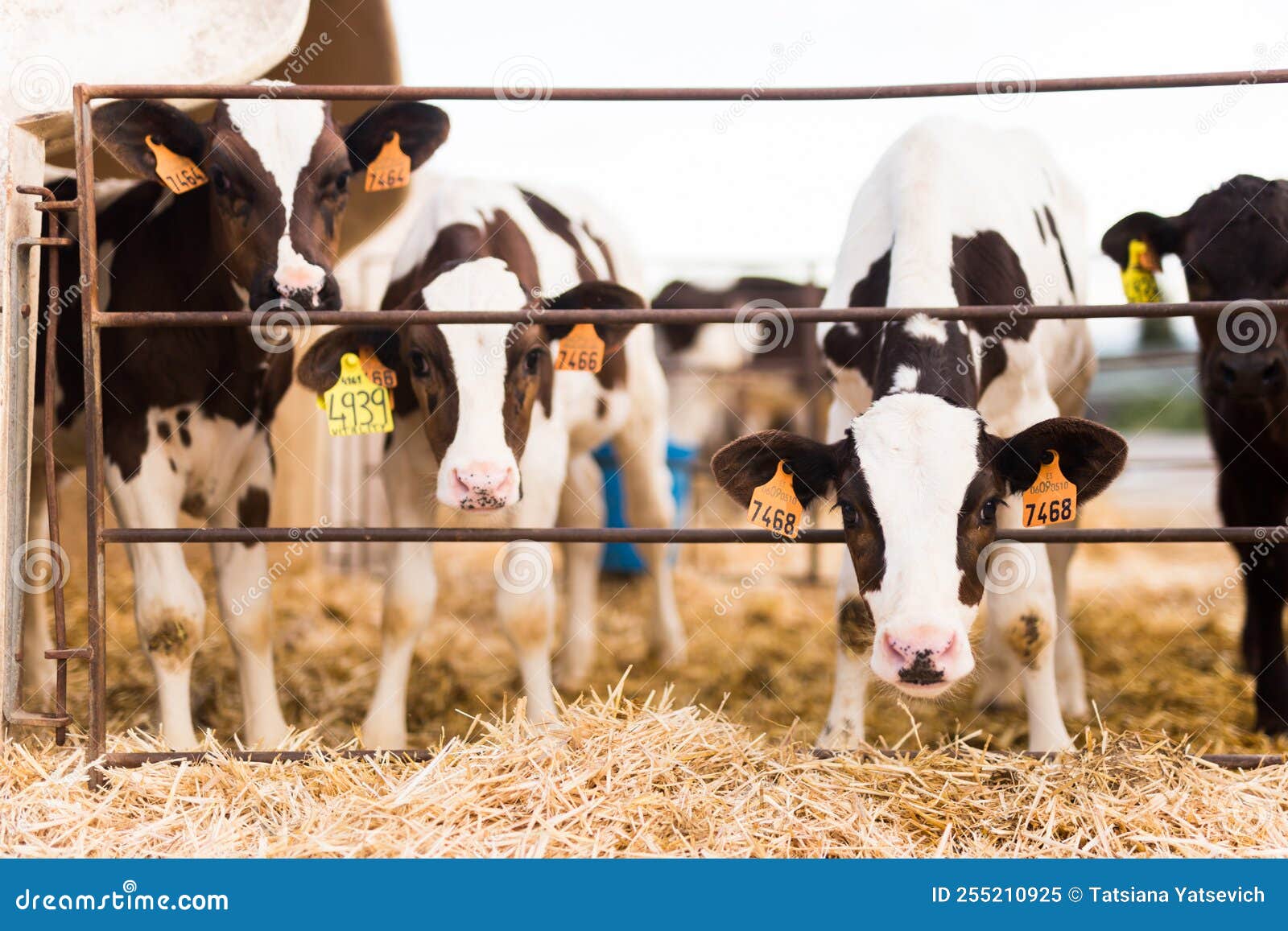 Black and White Calves in Stall on Farm Stock Image Image of calf