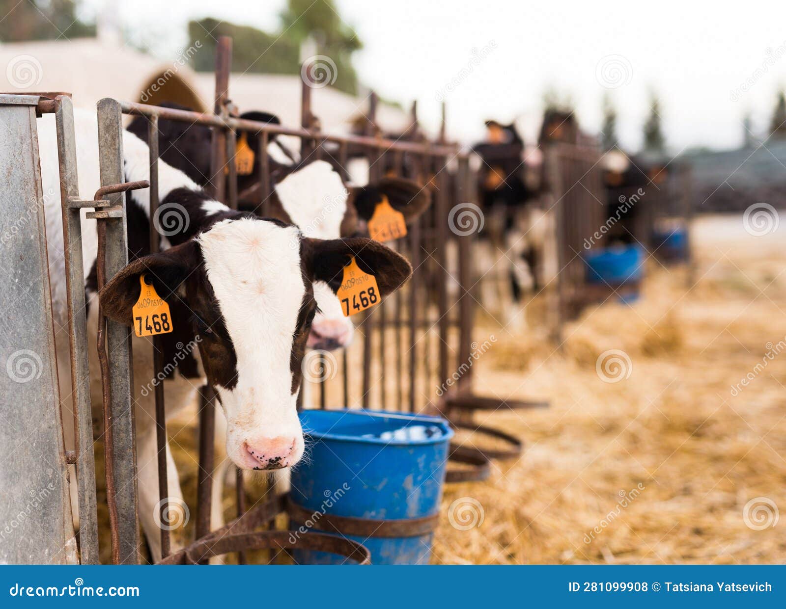 Black and White Calves in Stall on Farm Stock Photo Image of dairy