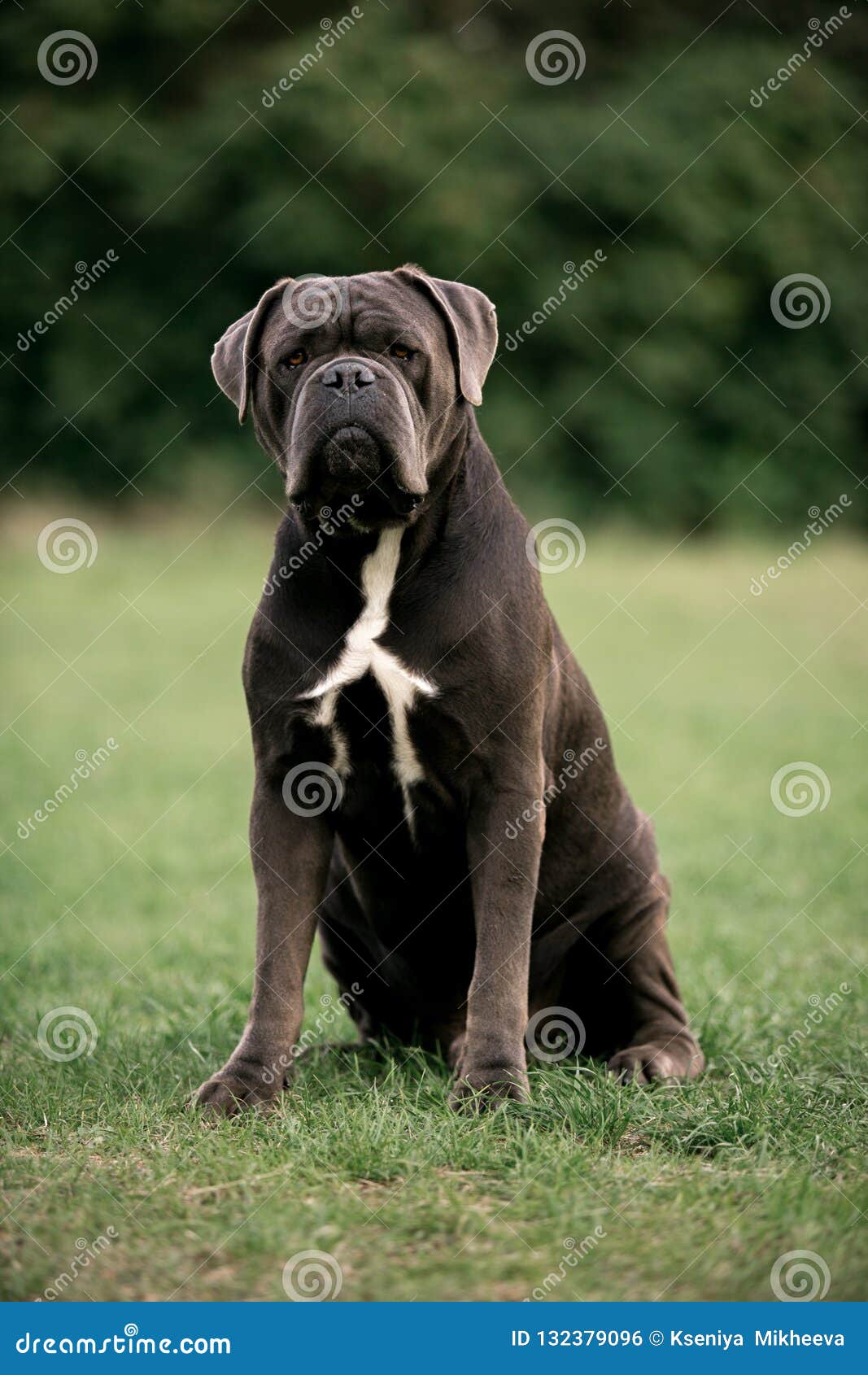 99+ Italian Mastiff Cane Corso White