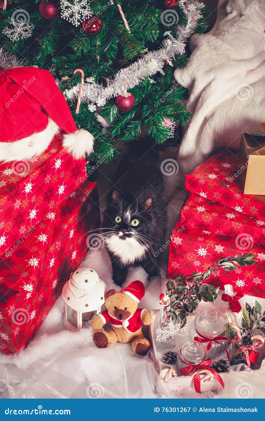 Black and White Cat among Christmas Decorations Stock Image Image of
