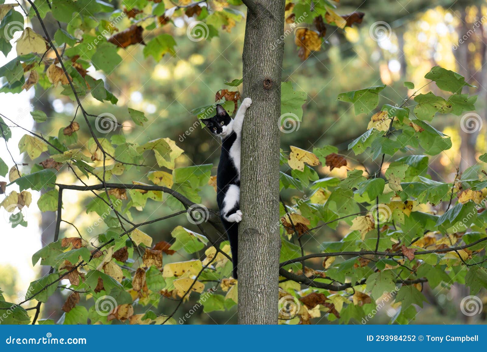 Black and White Cat Climbing a Tree Stock Photo Image of adorable