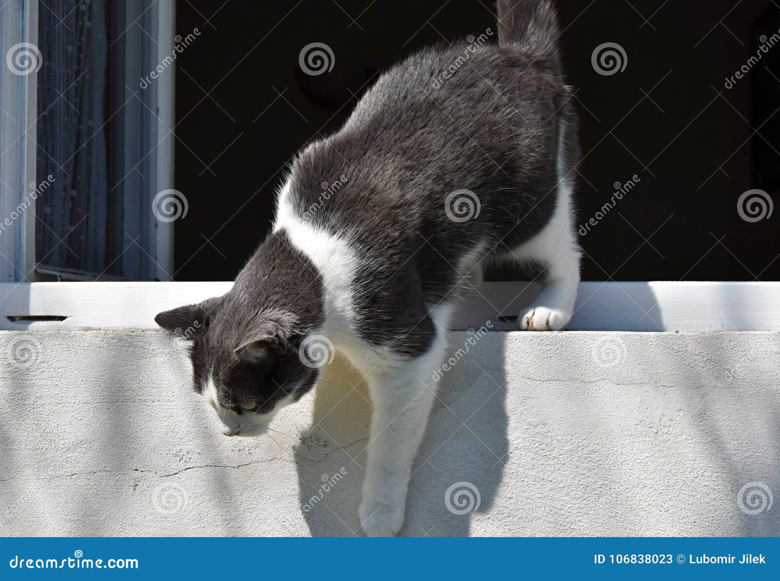 Black and White Cat Climbs Out the Window Down Stock Image Image of