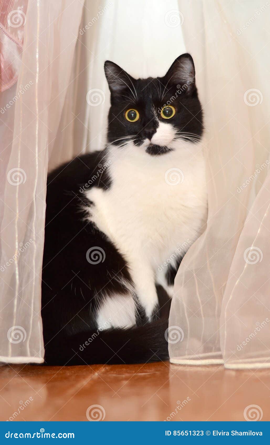 Black and White Cat in the Curtains Stock Image Image of portrait