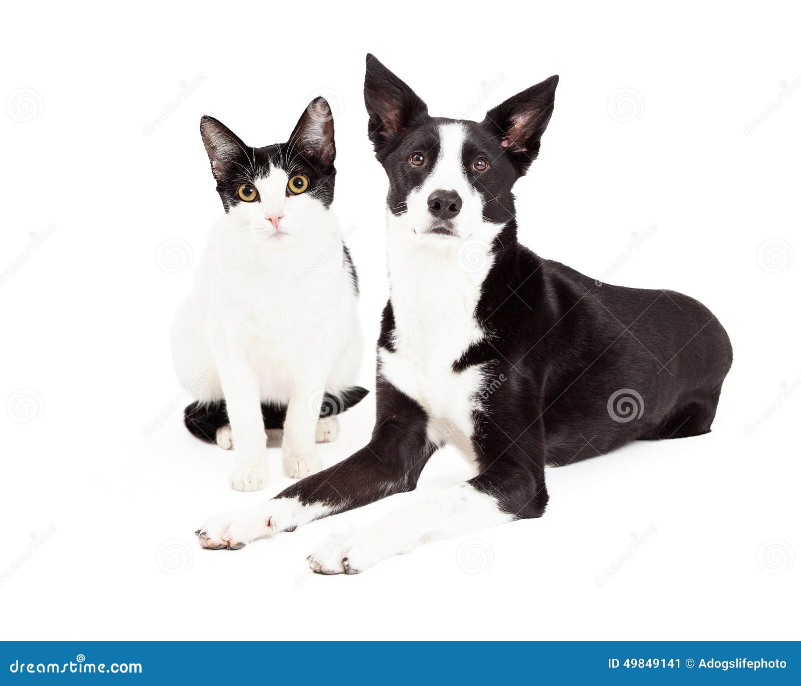 Black And White Cat And Dog Stock Image Image Of