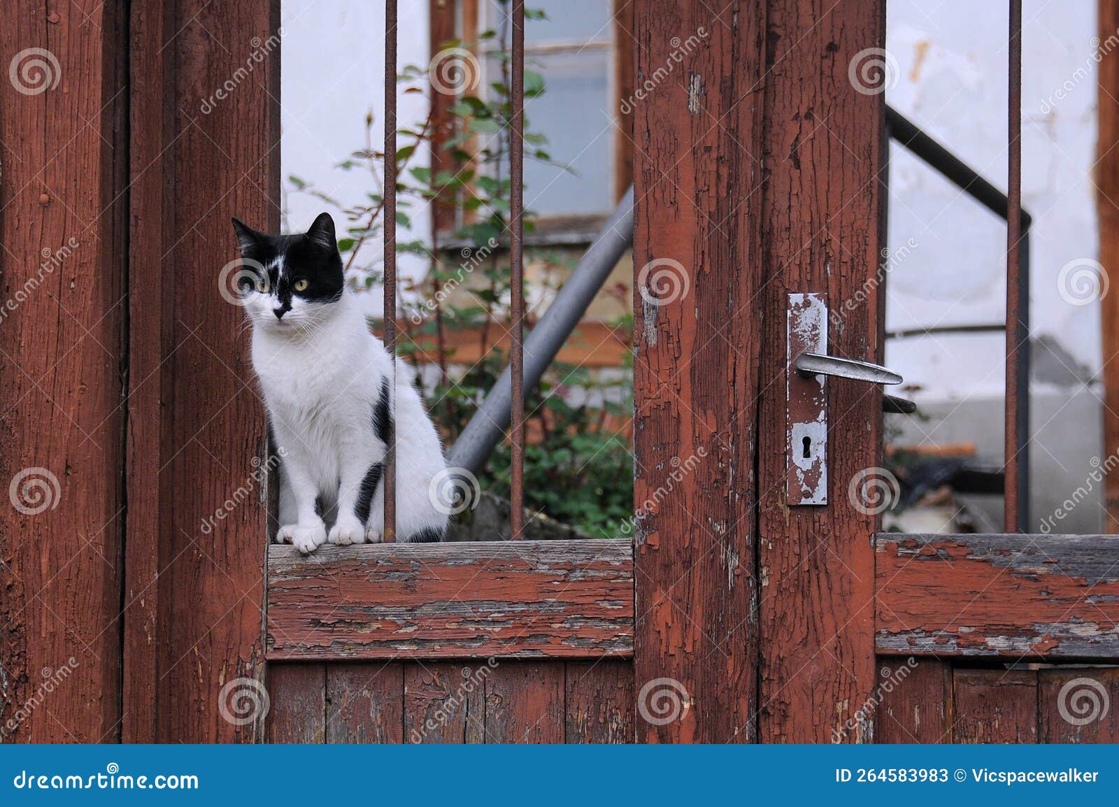 Black and White Cat in the Door Opening Stock Image Image of grunge