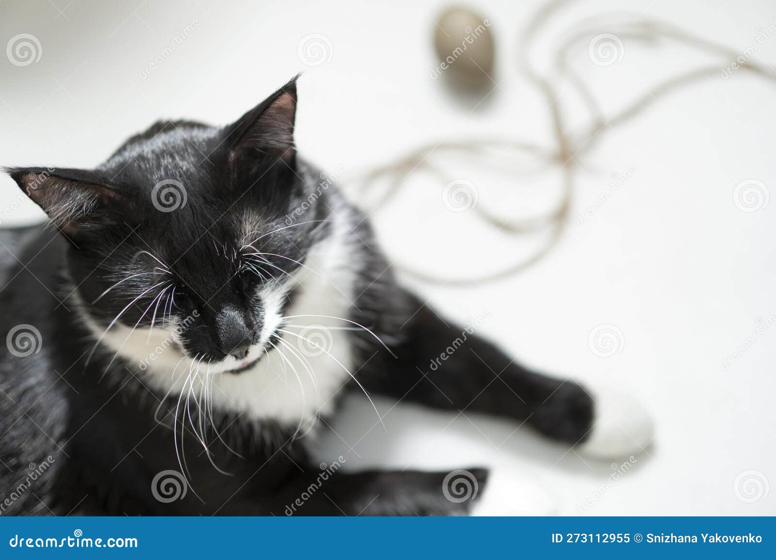 Black and White Cat and Easter Eggs Stock Image Image of holiday, festive 273112955