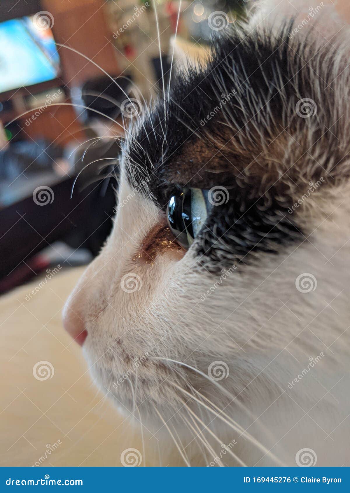 Black and White Cat eye stock photo. Image of whisker 169445276