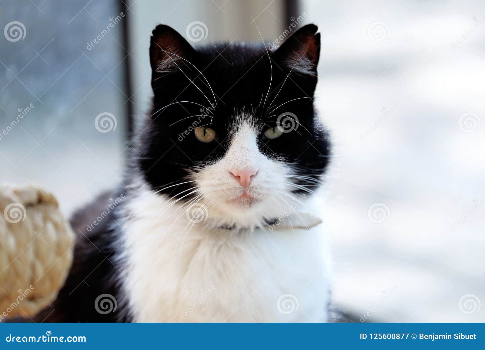 Black And White Cat In Front Of The Window Stock Image Image Of Green Closeup Black And White Cat In Front Of The Window Stock Image Image Of Green Closeup