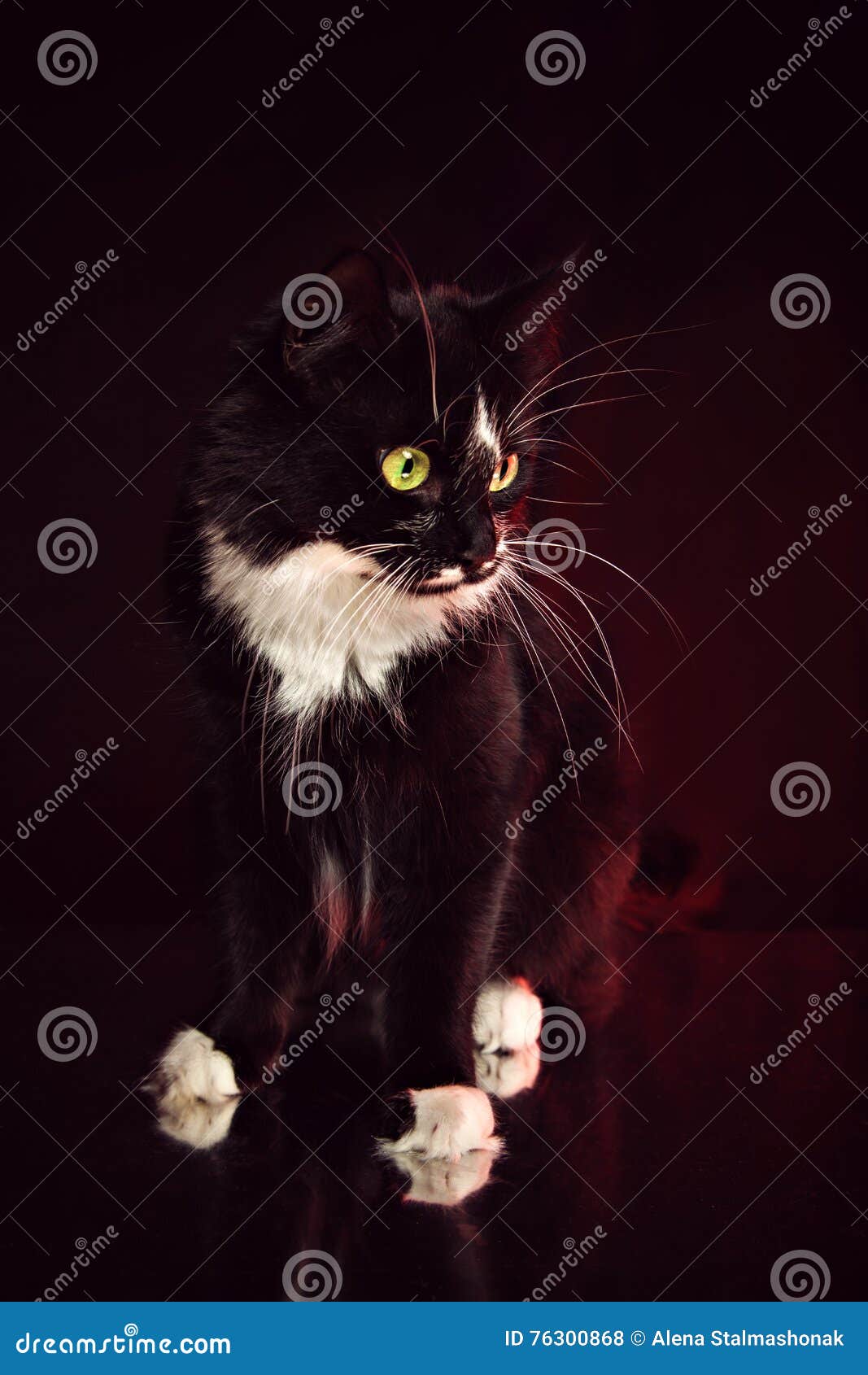 Black White Cat With Long Whisker Stock Photo Image Of Feline