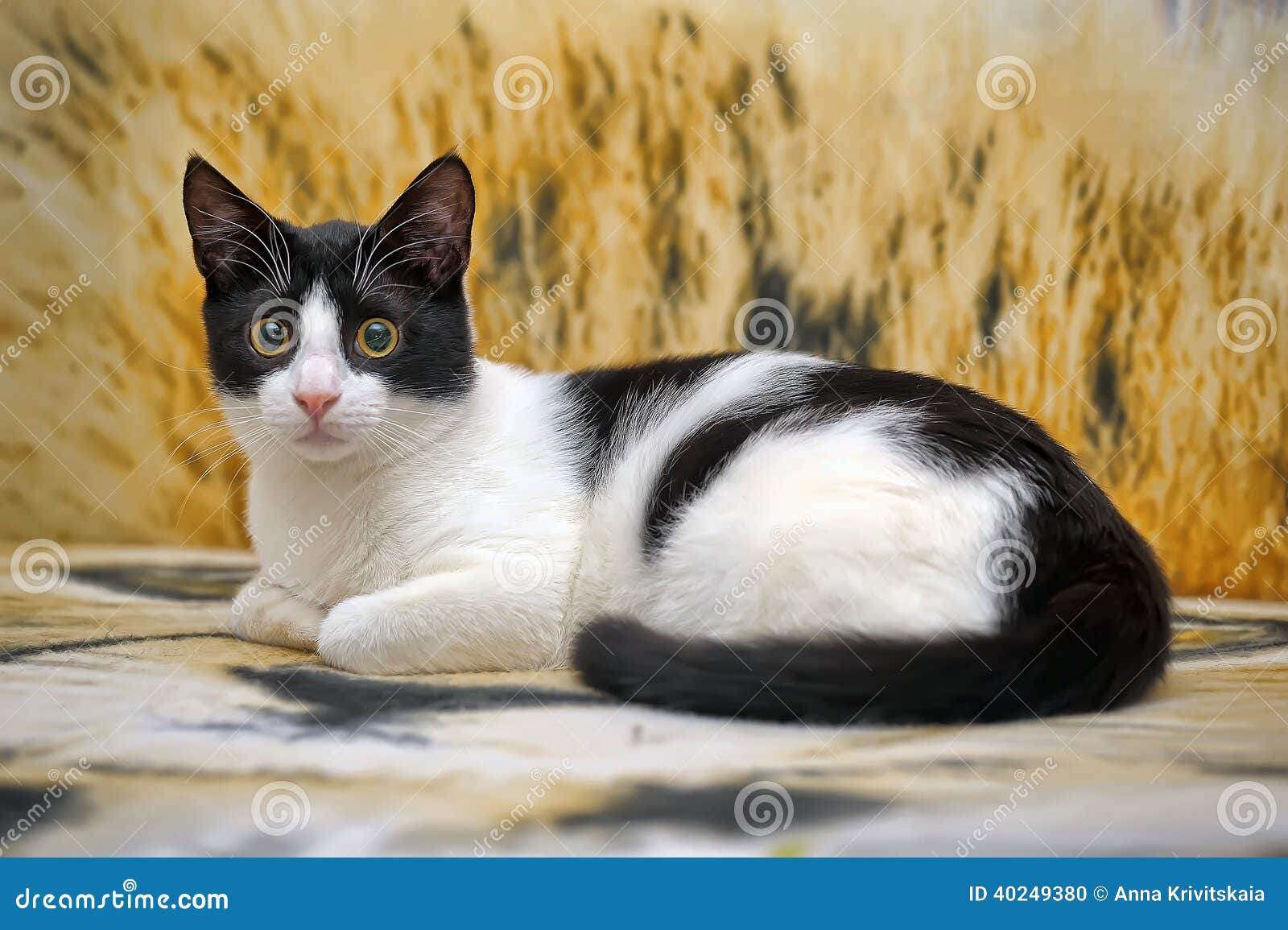 Black and white cat lying stock photo. Image of indoors 40249380