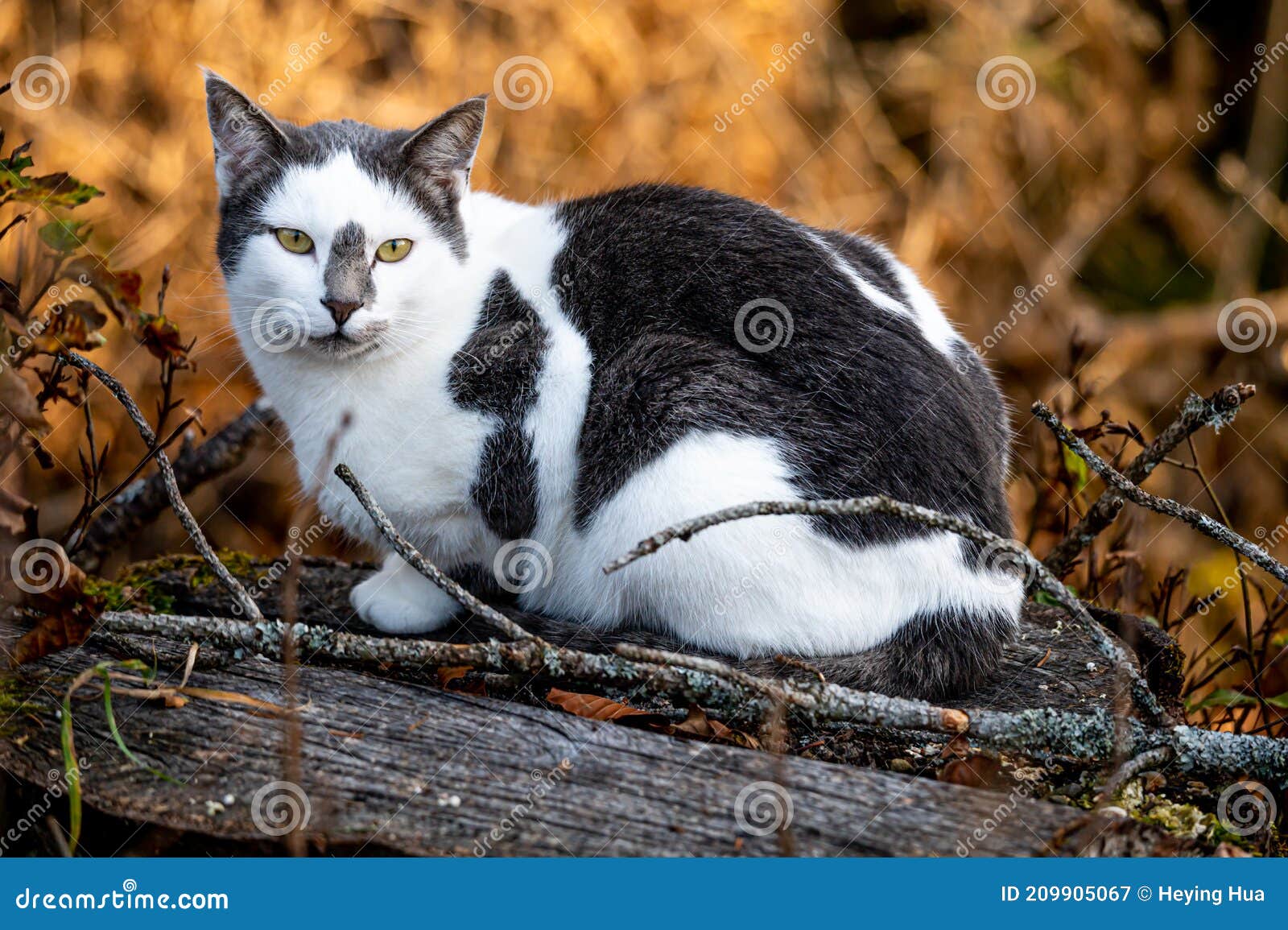 Black and White Cat Lying on Tree Branches. One Cat in Nature
