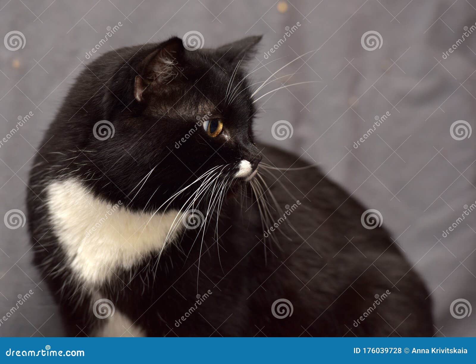 Black and white cat stock photo. Image of feline, alert 176039728