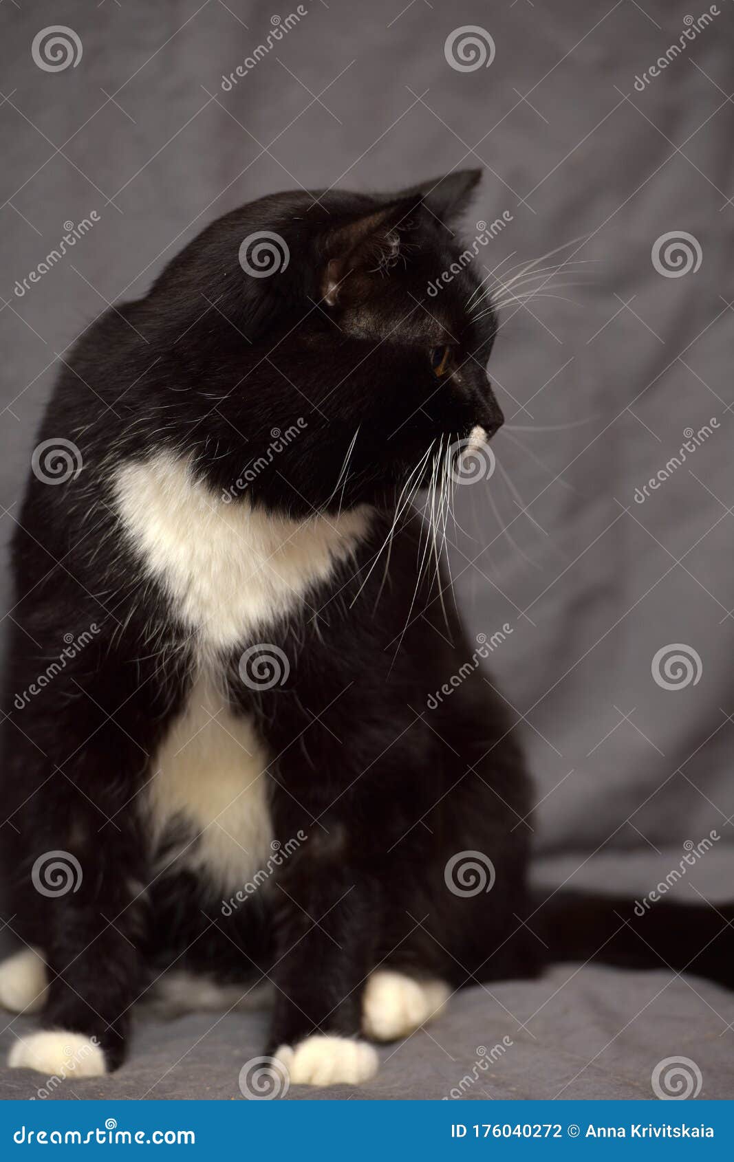 Black and white cat stock photo. Image of grapple, breed 176040272