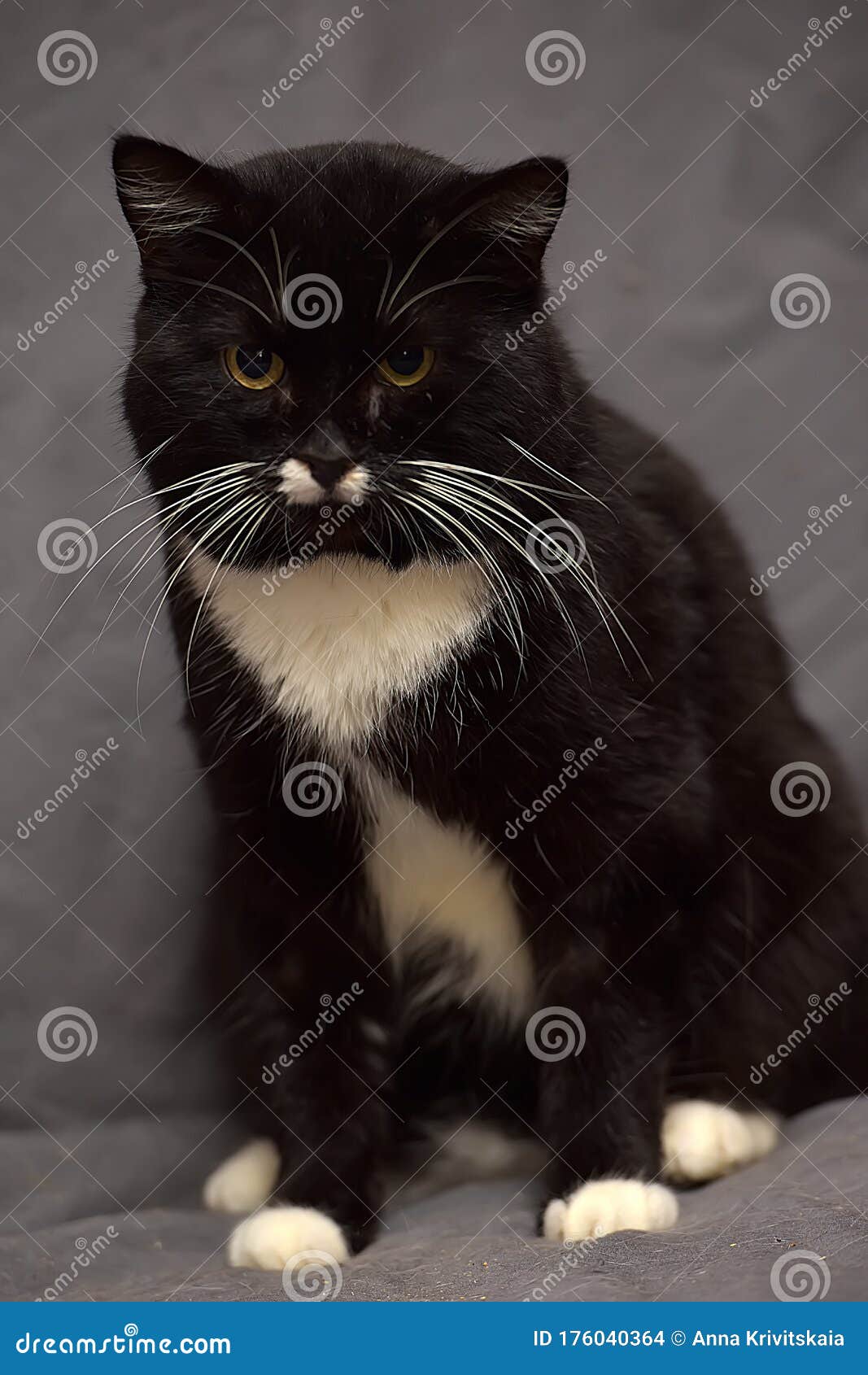 Black and white cat stock photo. Image of black, feline 176040364