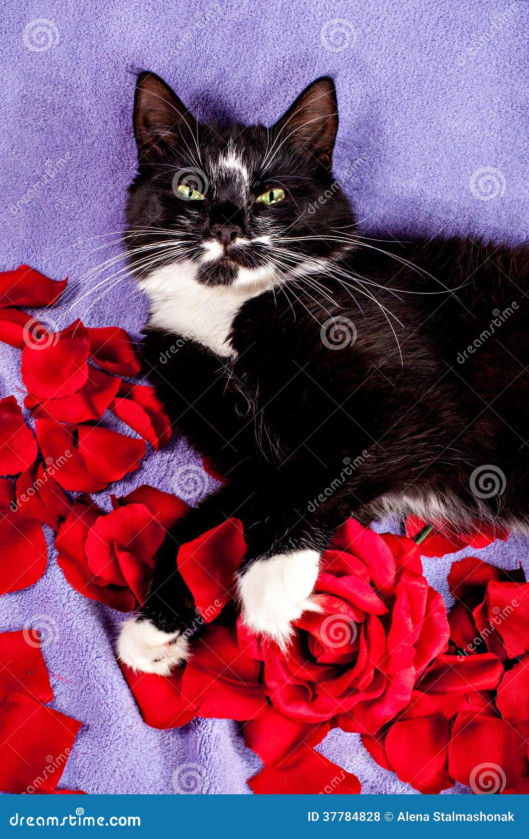 Blackwhite Cat with Red Rose Petals Stock Photo Image of cute, lying