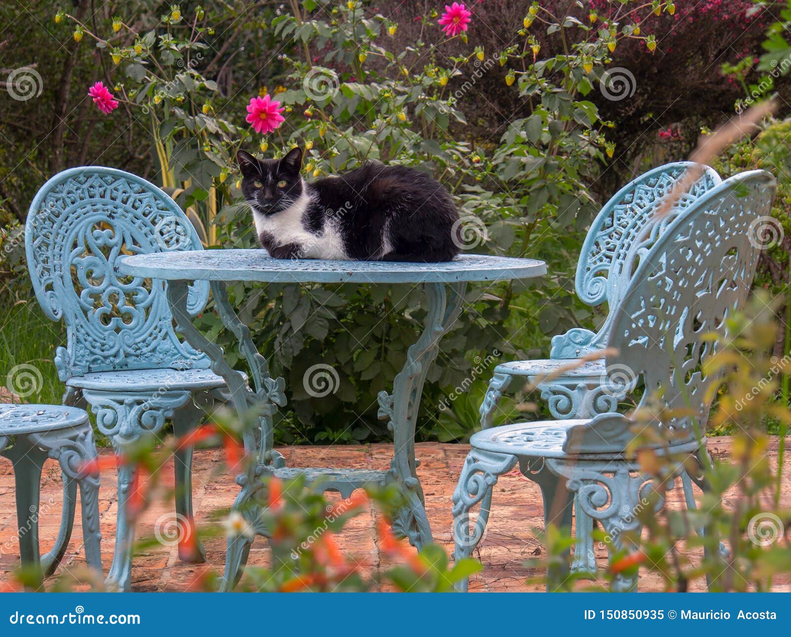 cat garden furniture