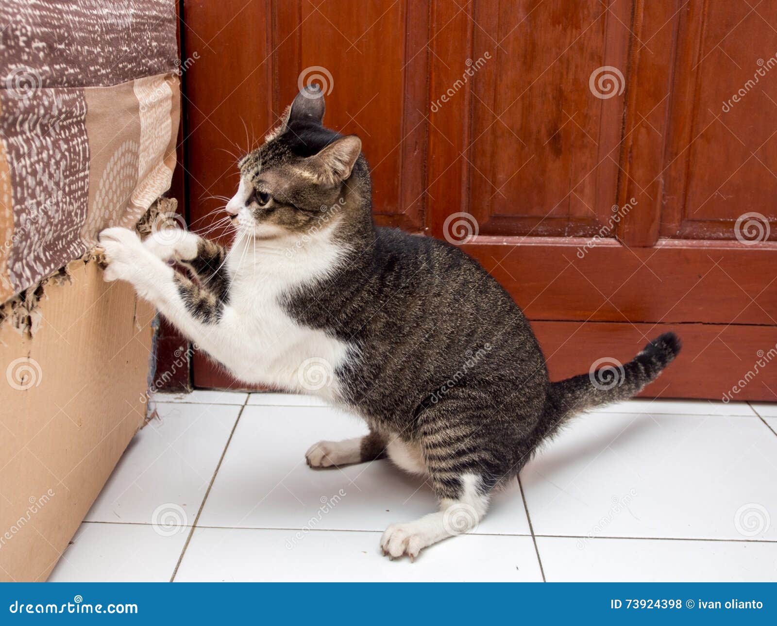 stop cat scratching wallpaper