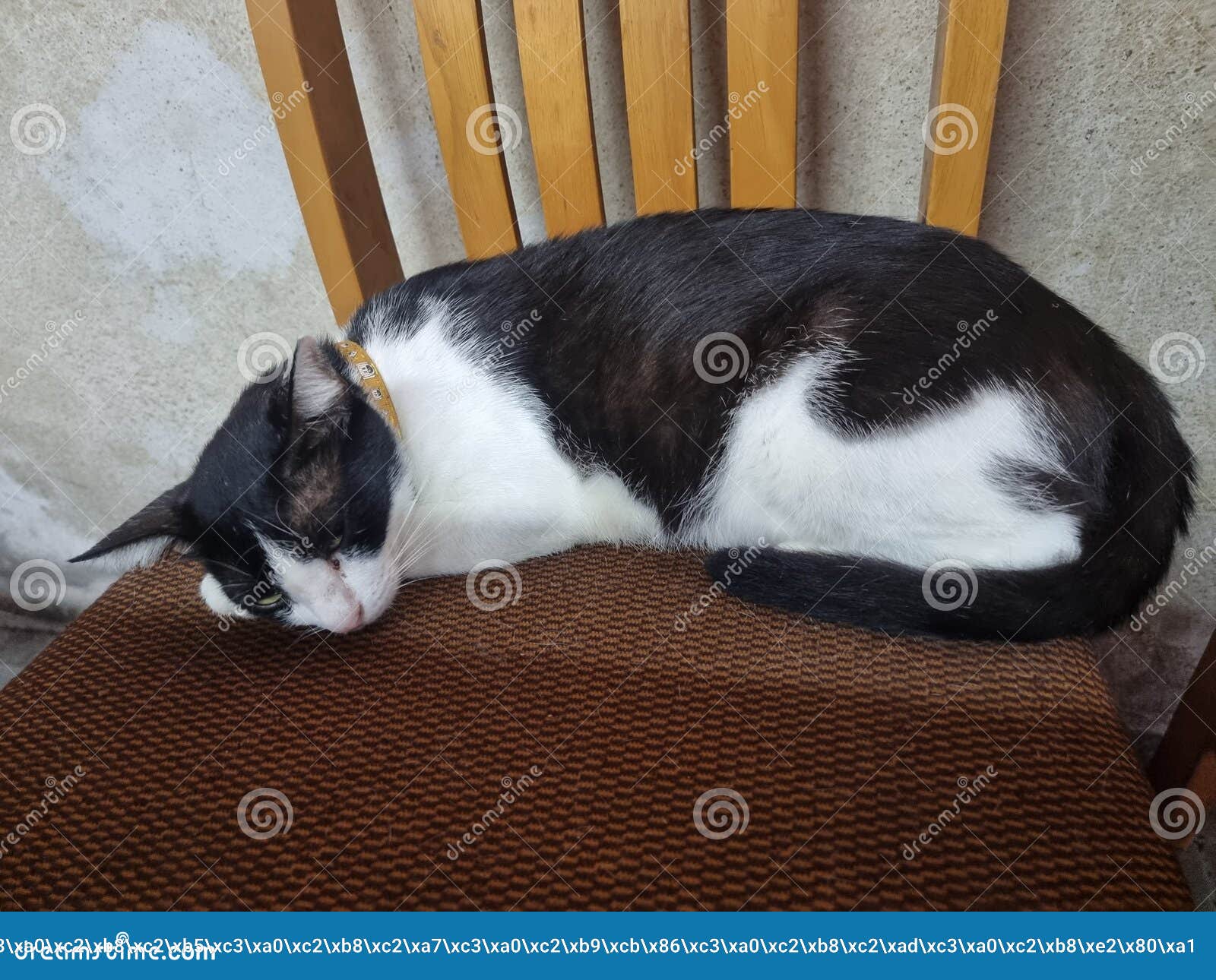 Black and White Cat Sleeping on the Chair Stock Image Image of white