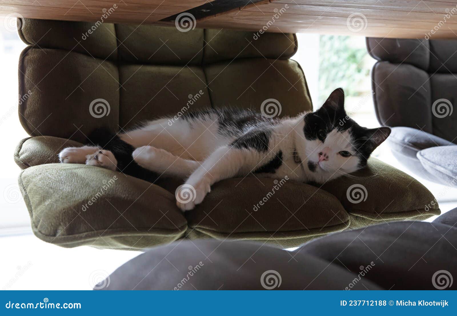 Cat sleeping on a chair stock photo. Image of hairy 237712188