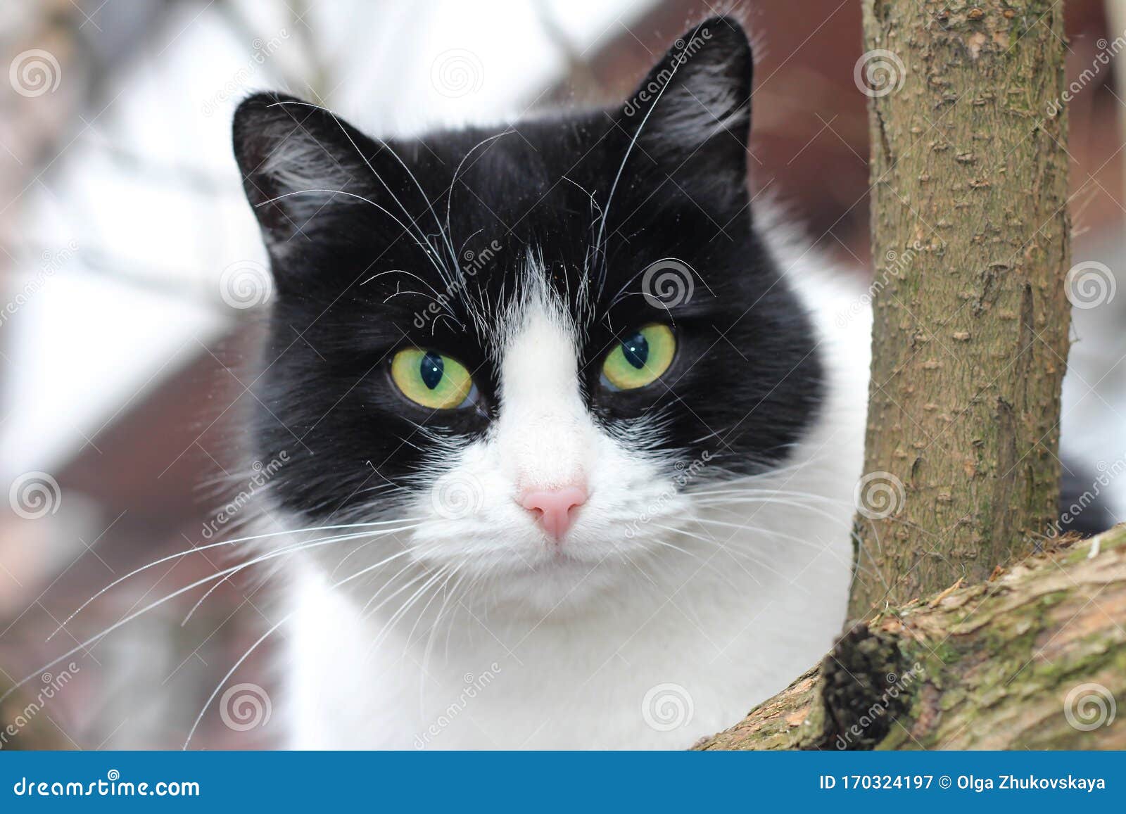 Black and White Cat on a Tree Stock Image Image of cold, street