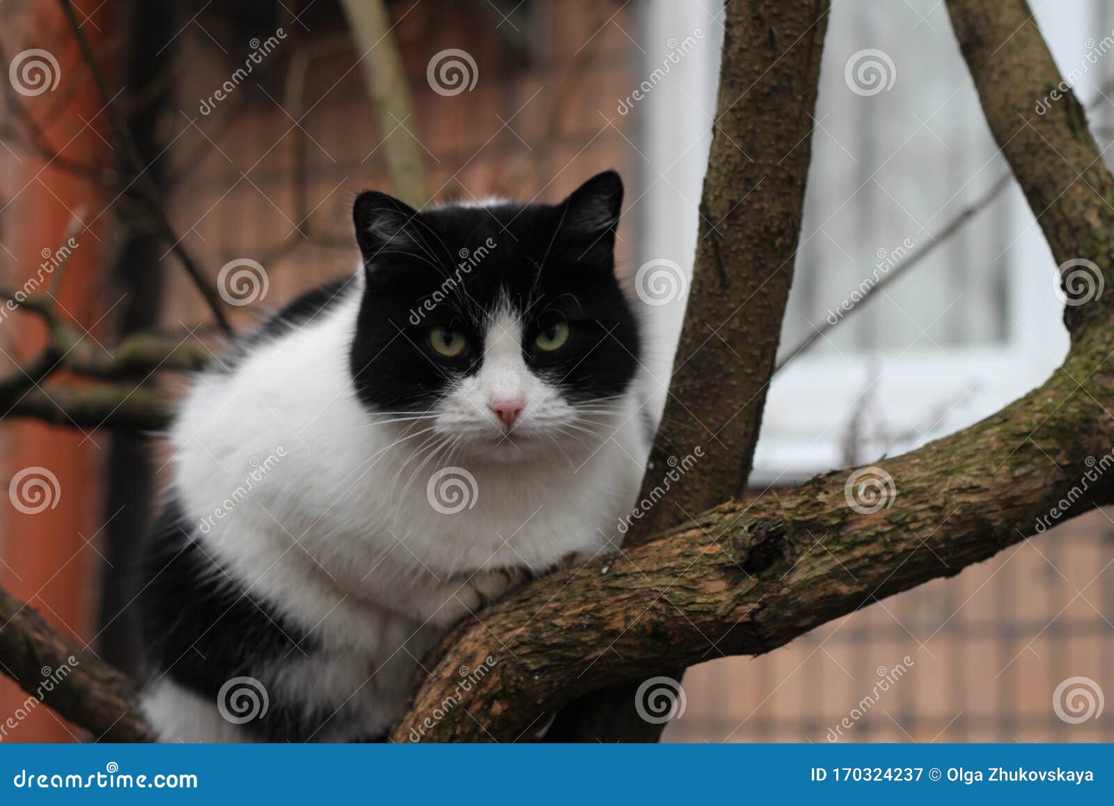 Black and White Cat on a Tree Stock Image Image of eyes, nature
