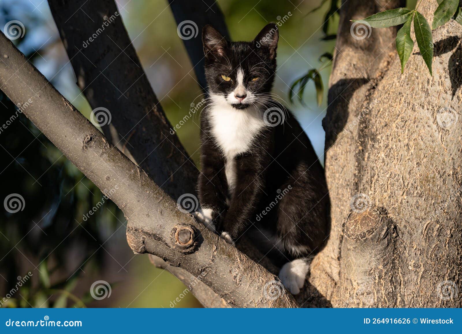 Black and White Cat on a Tree Stock Photo Image of street, white