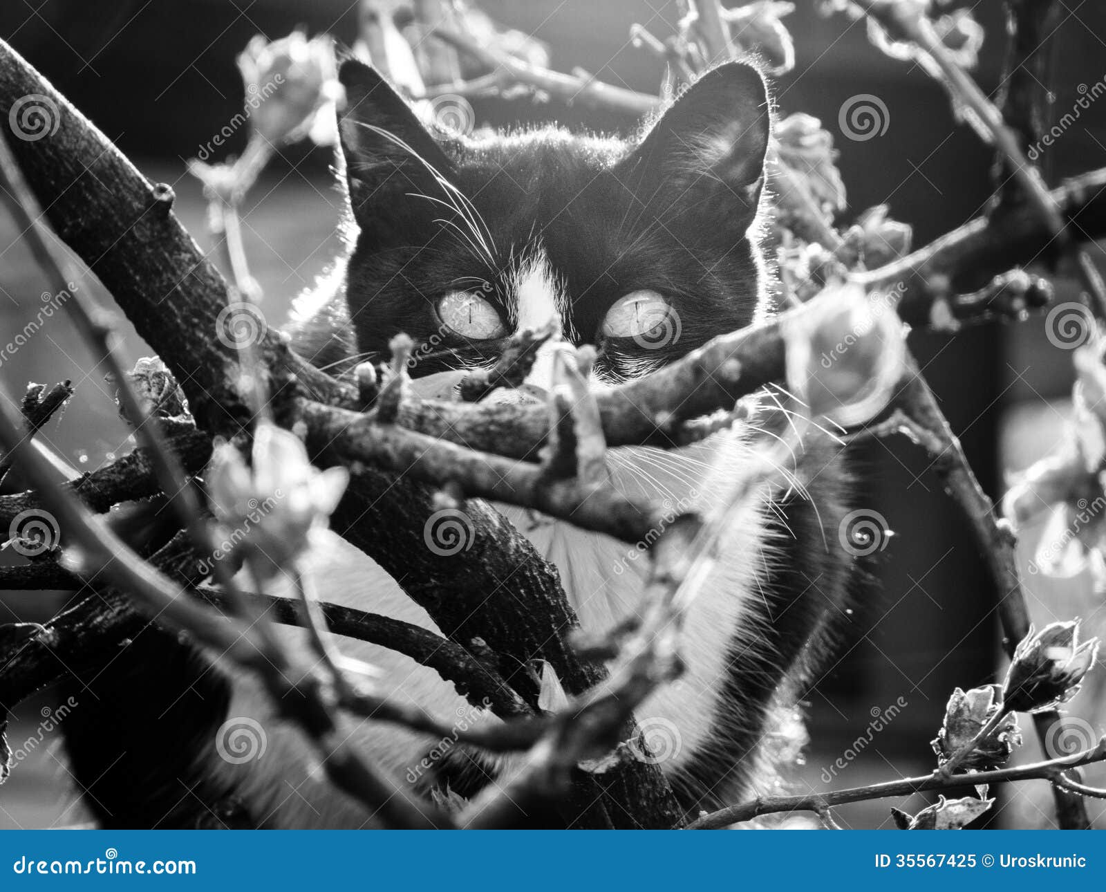Black and white cat stock image. Image of beautiful, outdoor 35567425