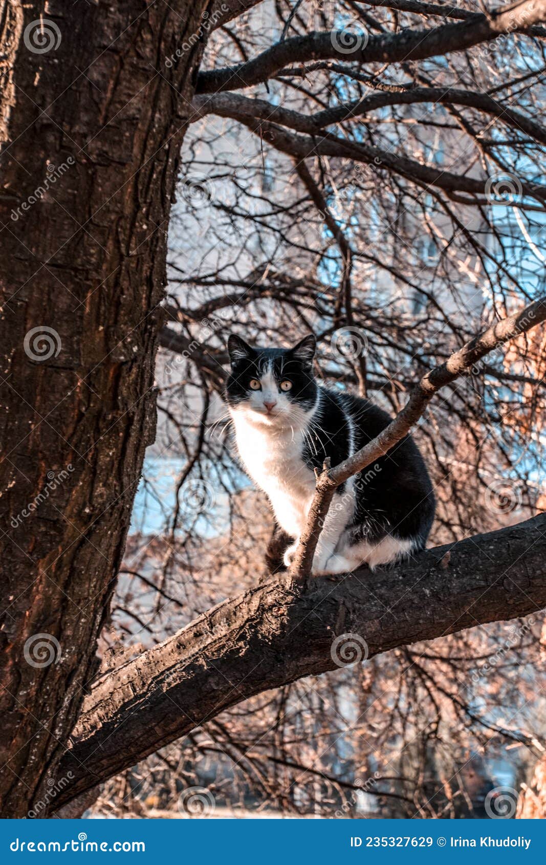 Black and White Cat on a Tree Stock Image Image of birch, cold 235327629
