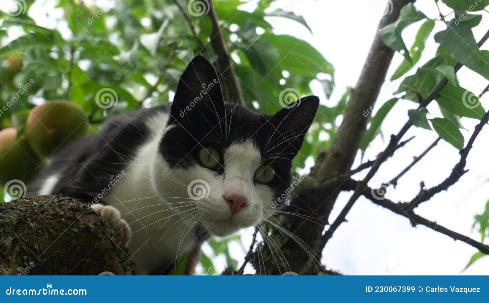 Black and White Cat in a Tree Stock Image Image of nature, black