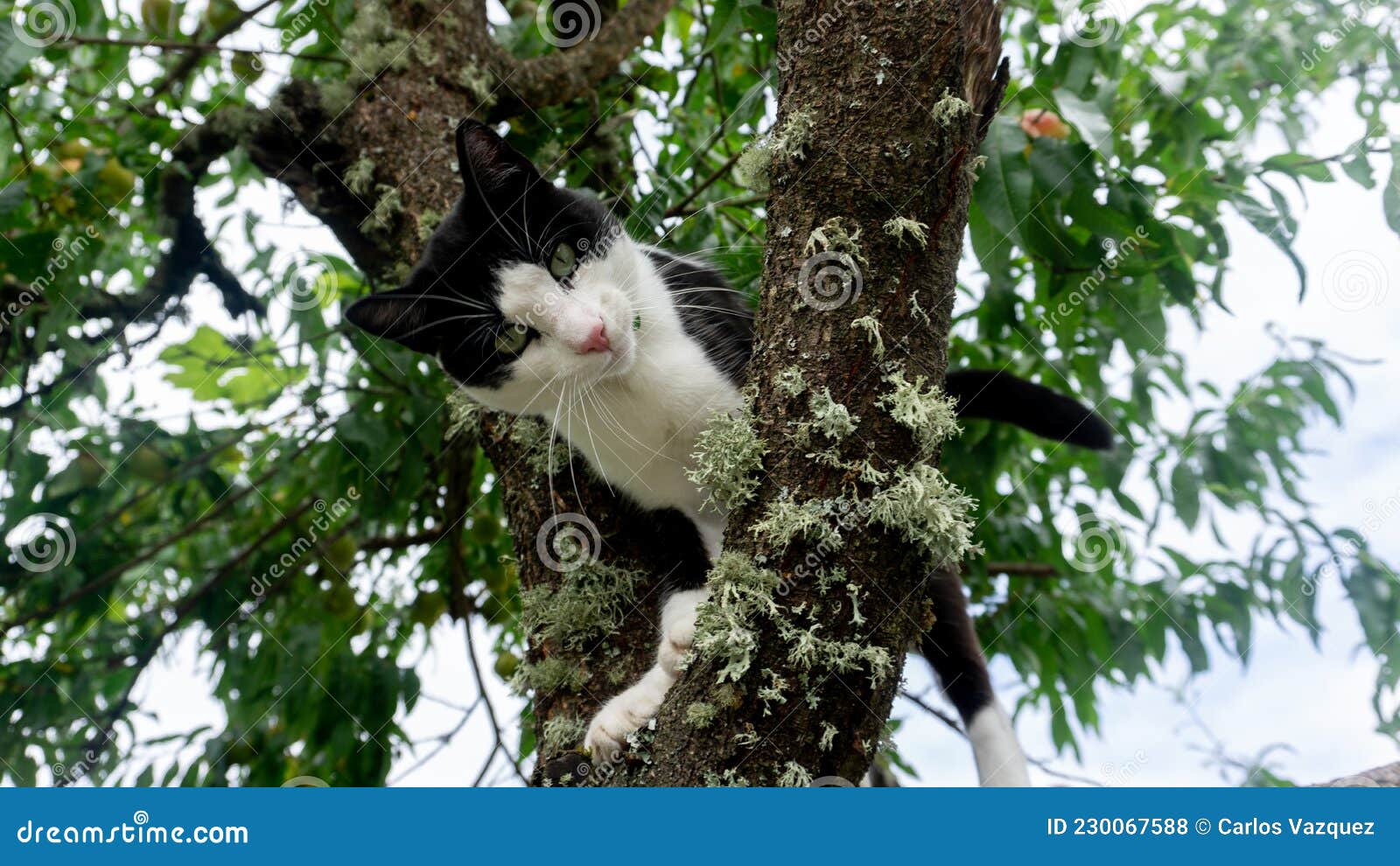 Black and White Cat in a Tree Stock Photo Image of hair, animal
