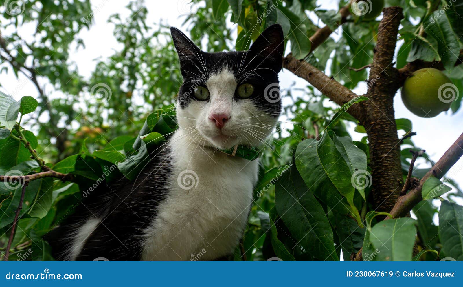 Black and White Cat in a Tree Stock Image Image of animal, domestic