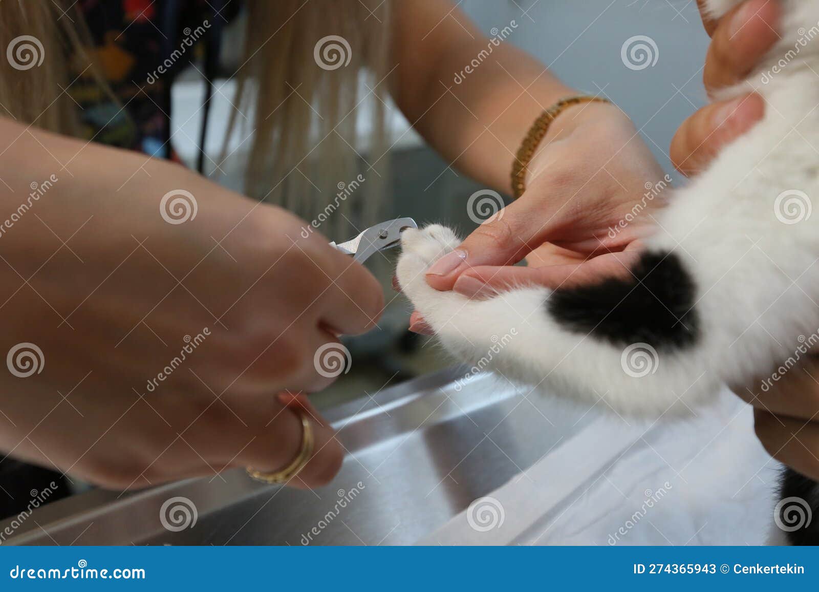 245 Cat Nails Stock Photos, High-Res Pictures, and Images - Getty Images