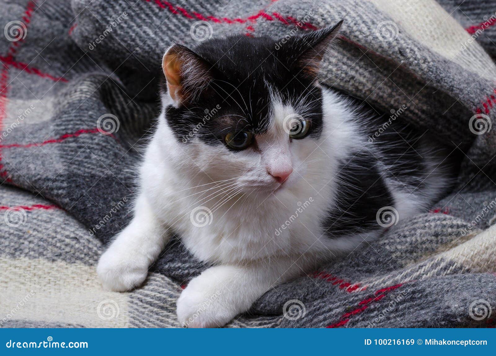 Black and White Cat Wrapped in a Blanket. Stock Image Image of white