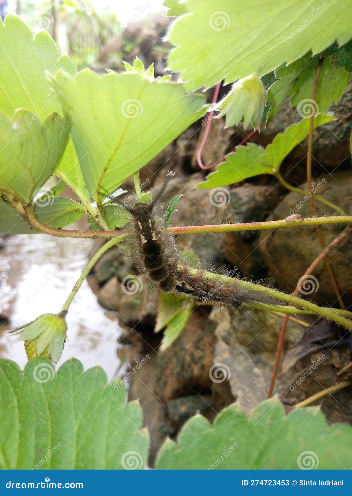 Black and White Caterpillars are Perched on Strawberry Plants Stock