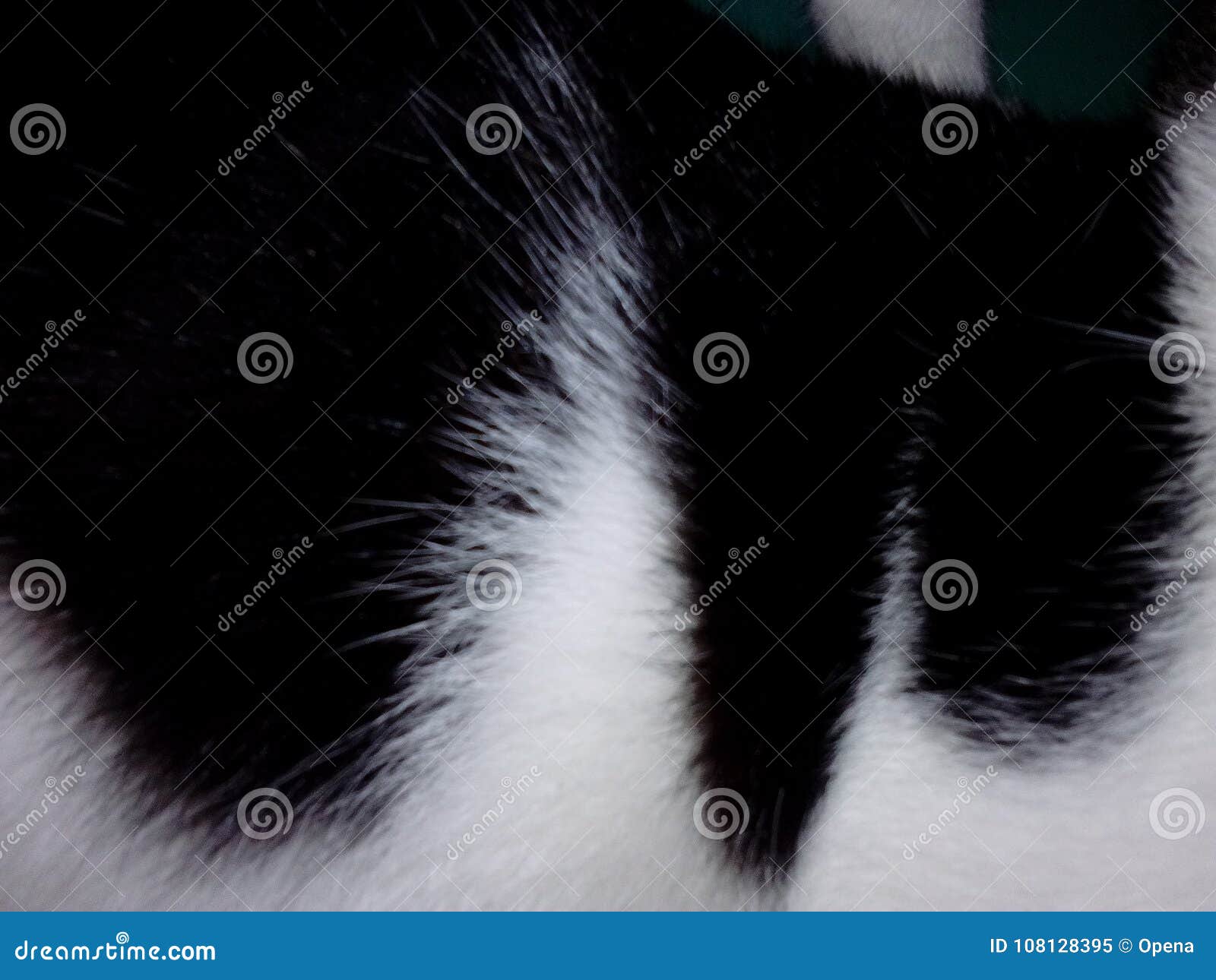 Black and White Cats Fur Close Up Shot Stock Image Image of cats