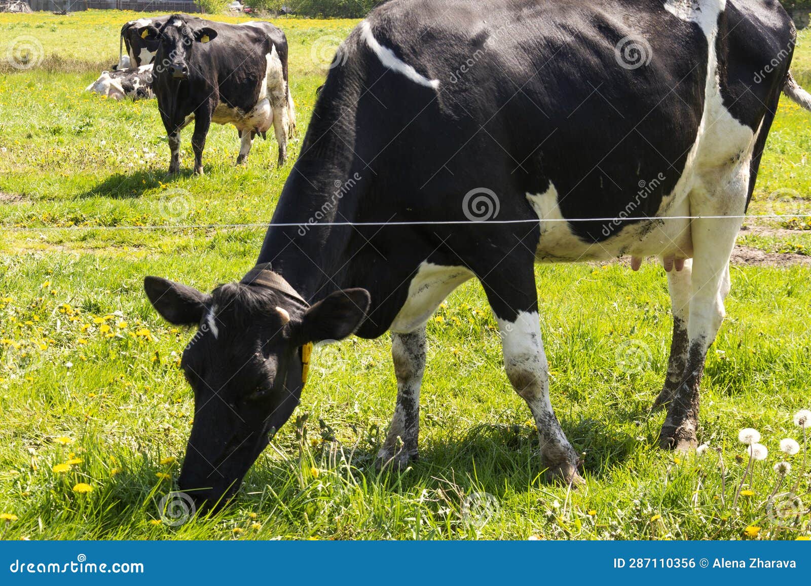 Black and White Cattle Cows Grazing on Farmland. Stock Photo Image of spring, field 287110356